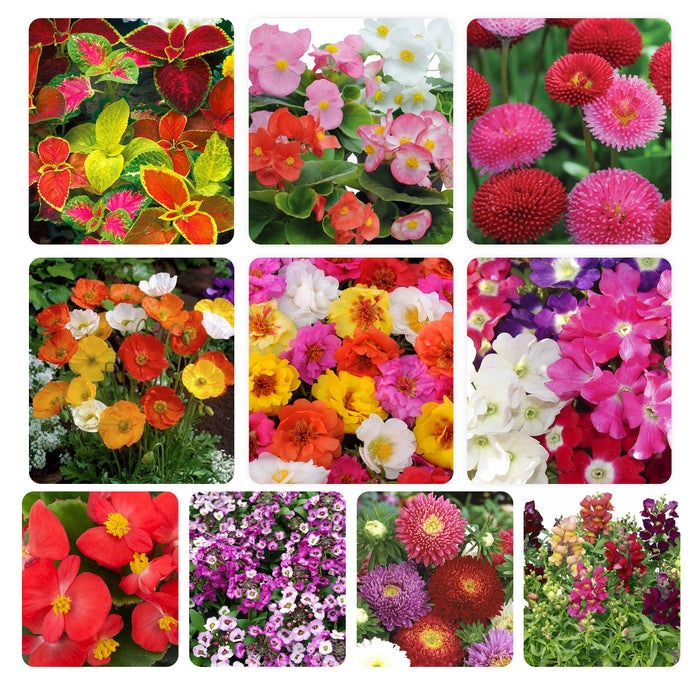 F1 Hybrid Flower Seeds Combo - 10 Varieties