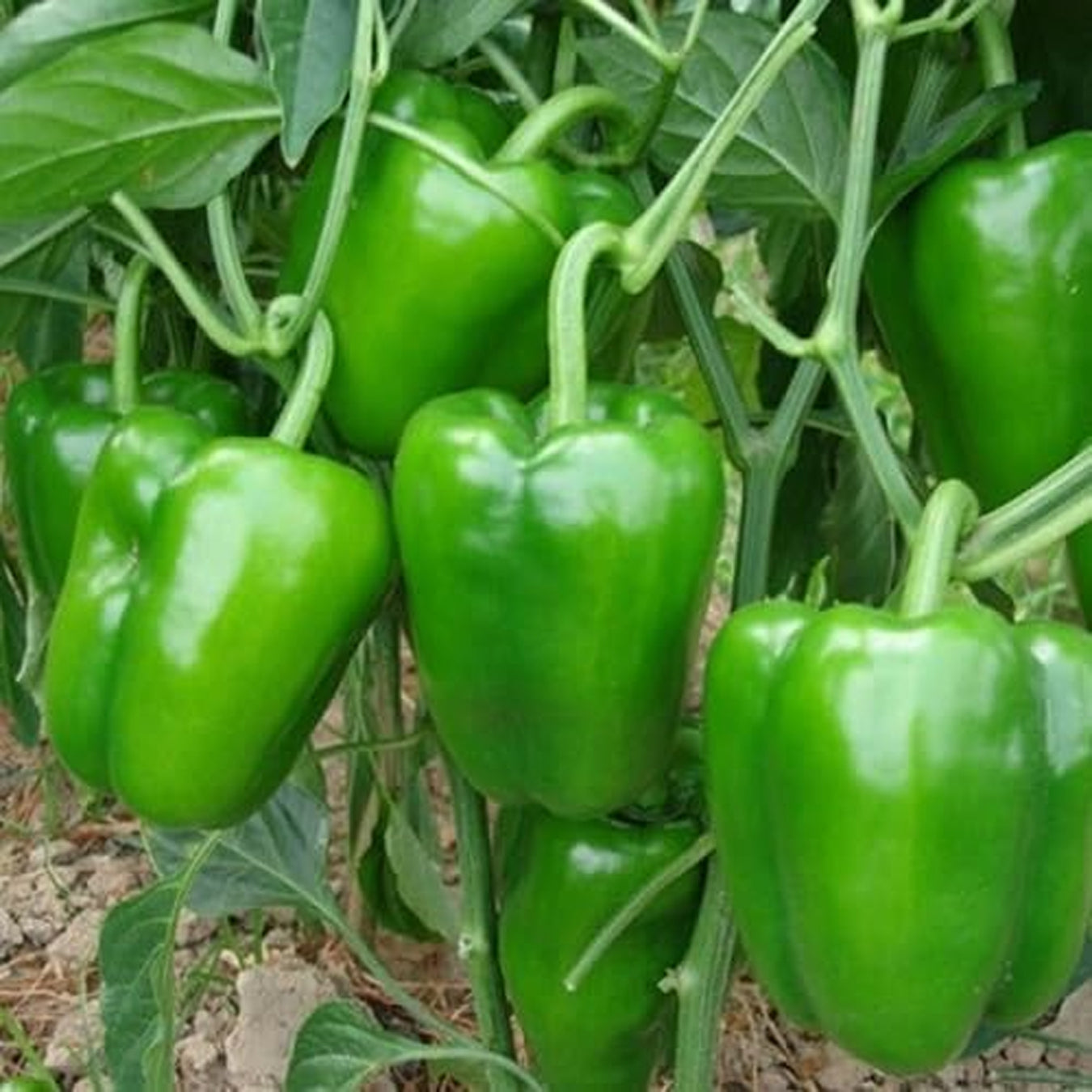 Capsicum-Green-F1-Hybrid-Seeds