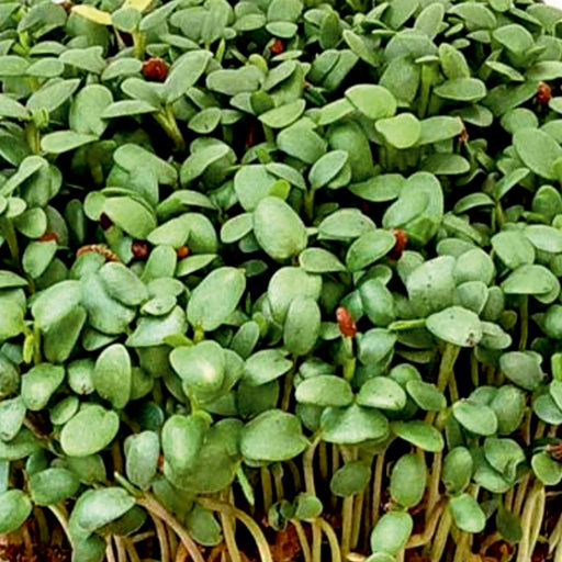 Clover-microgreen-seeds