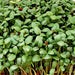 Clover-microgreen-seeds