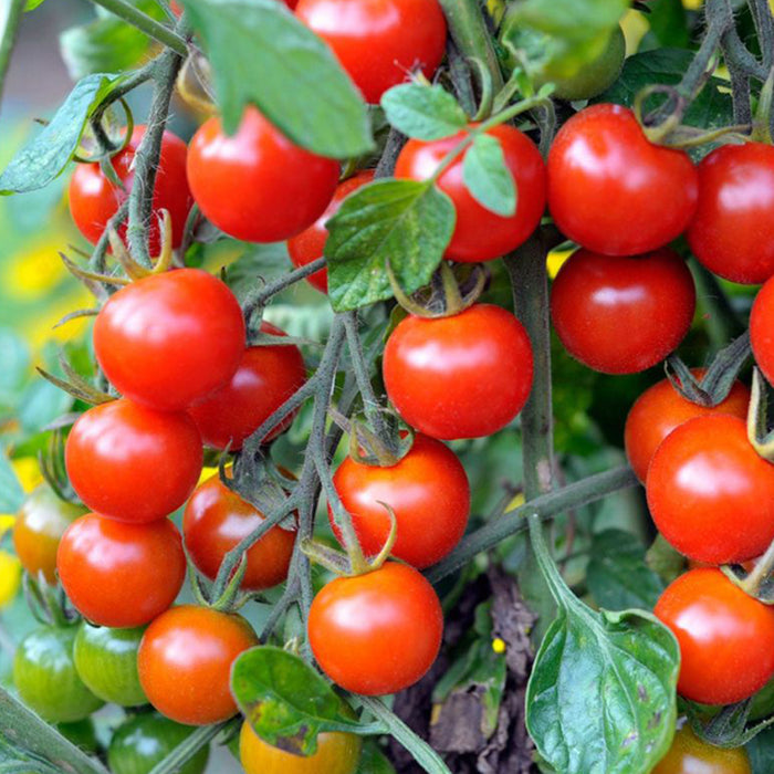 Premium Red Cherry Tomato F1 Hybrid Seeds