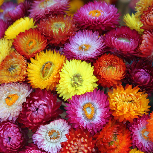 Helichrysum-(Dwarf Mix)– Premium-Open-Pollinated-Seeds