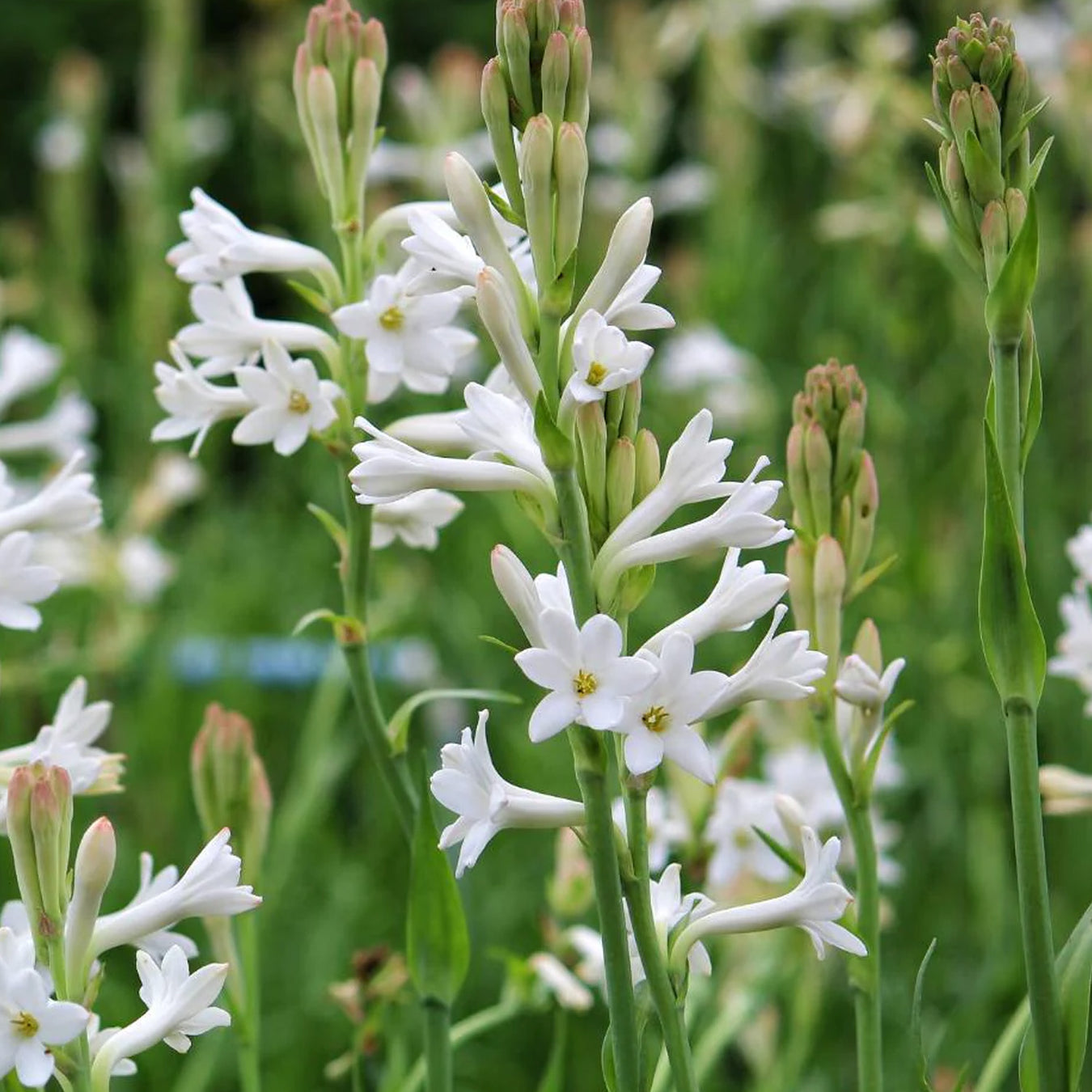Flower Bulbs