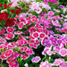 Dianthus-(Baby Mix)