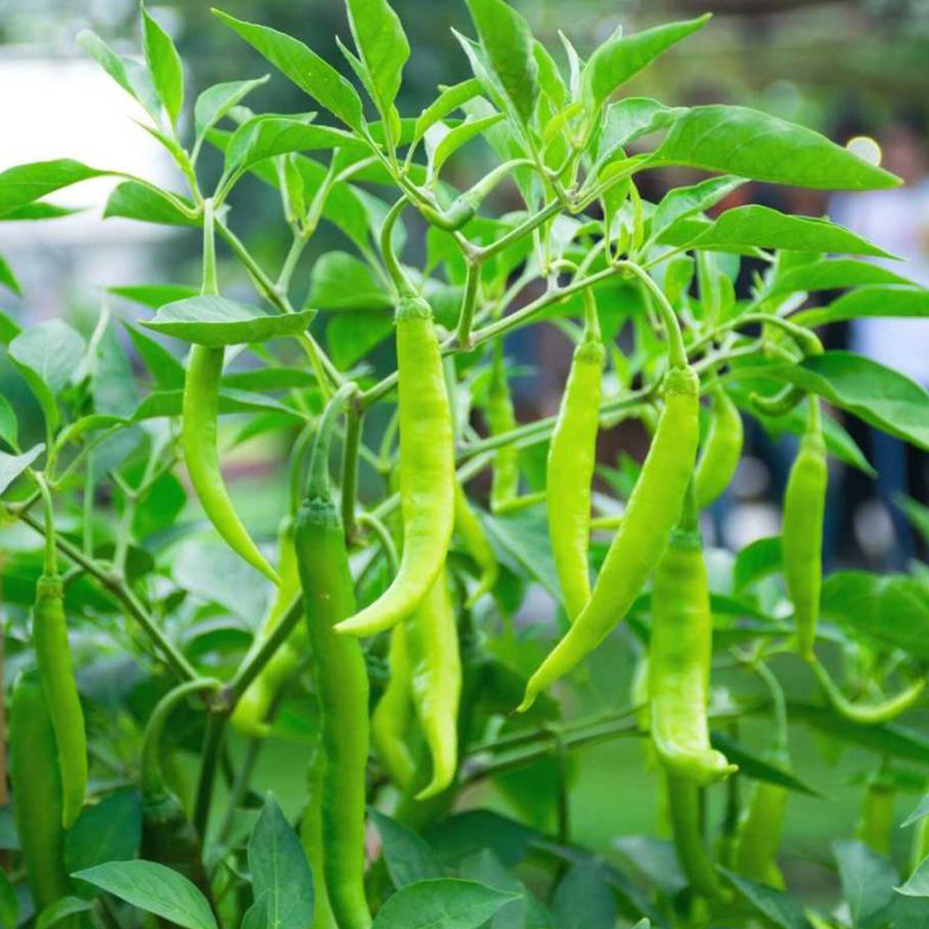 Chilli Seeds