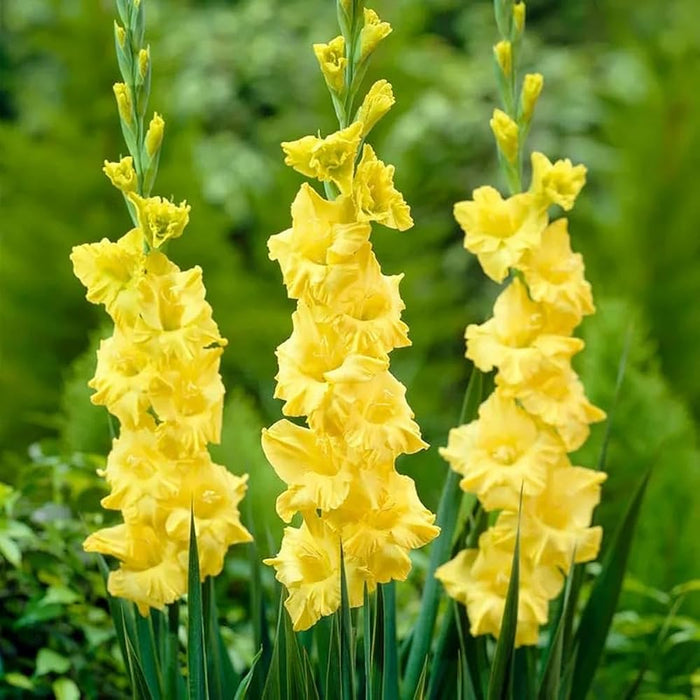 Gladiolus 6 Variety Flower Bulbs