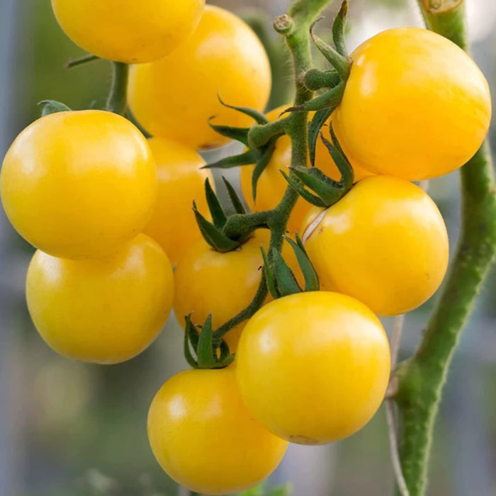 Cherry Tomato Yellow F1 Hybrid Seeds