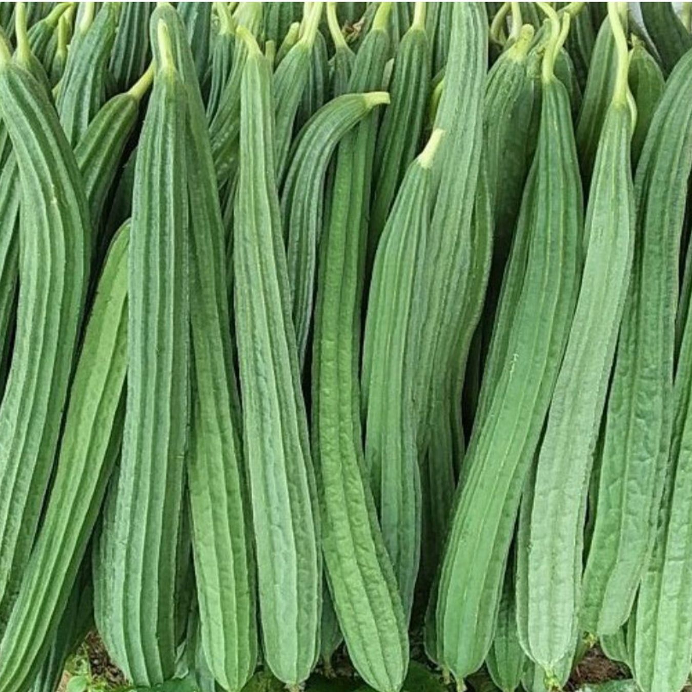 Vegetable Seeds