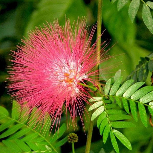 Albizia-Saman-Seeds