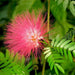 Albizia-Saman-Seeds