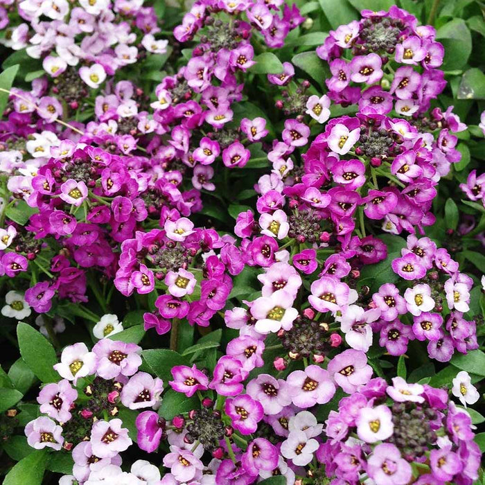 Alyssum-Clear-Crystal-Series-F1