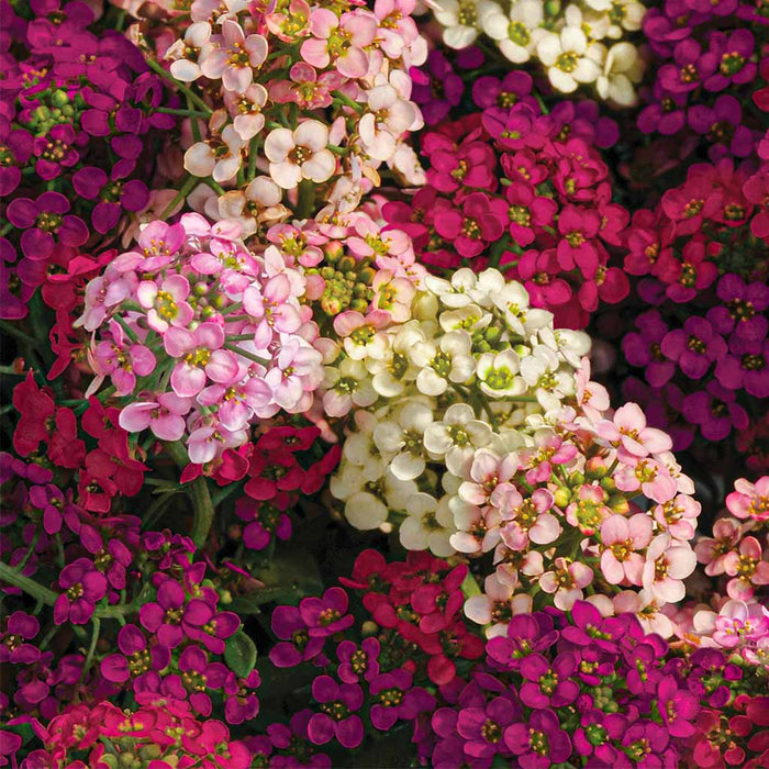 Alyssum-Clear-Crystal-Series-F1