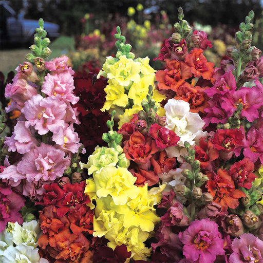 Antirrhinum-Dwarf-Antiquity-Mix-F1