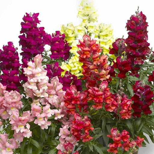 Multicolored snapdragon flowers on a white background