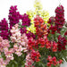 Multicolored snapdragon flowers on a white background