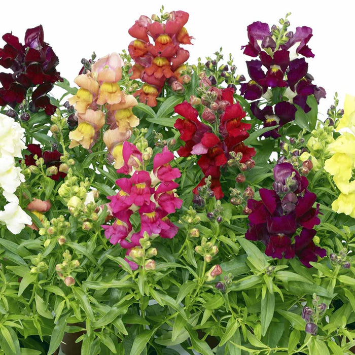 Antirrhinum – Dwarf Snaptini Mix F1