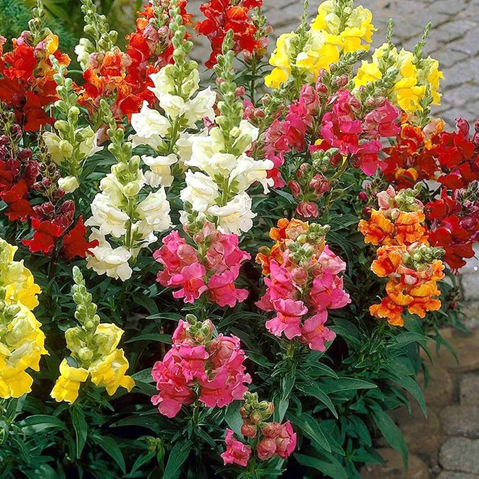 Antirrhinum – Semi-Tall Rocket Mix F1