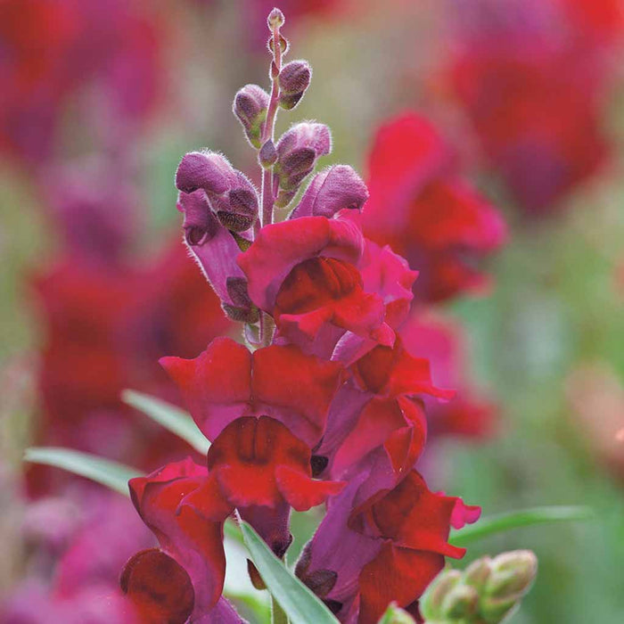 Antirrhinum – Tall Liberty Classic F1
