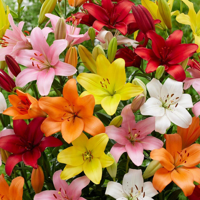 Asiatic Lily Bulbs (एशियाटिक लिली बल्ब्स)