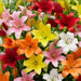 Asiatic-Lily-Bulbs