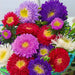 Aster – Dwarf-Special-Mix-F1