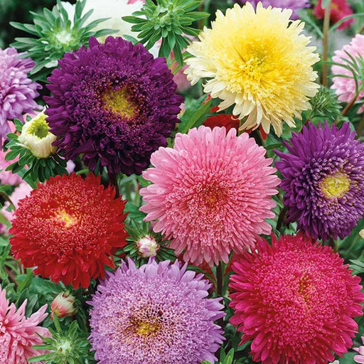 Aster – Matador-Series-F1