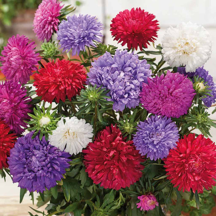 Aster – Powder-Puff-Mix-F1