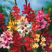 Axia-Hybrid-Flower-Bulbs