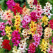 Axia-Top-Flower-Bulbs
