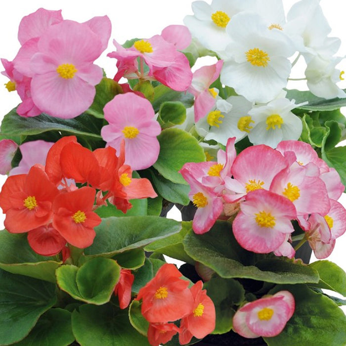 Begonia – Semperflorens Super Cool Series (GL) F1
