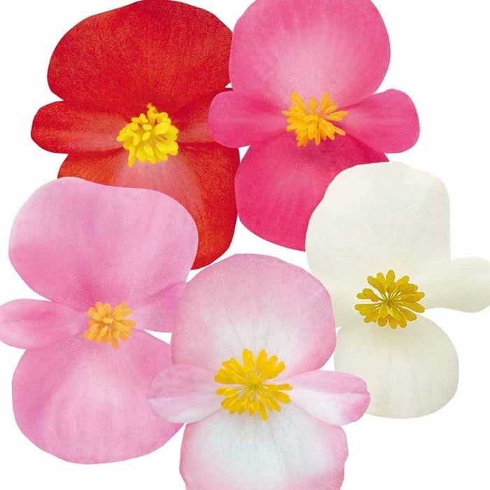 Begonia – semperflorens-Night-Life-Series-(BL)-F1