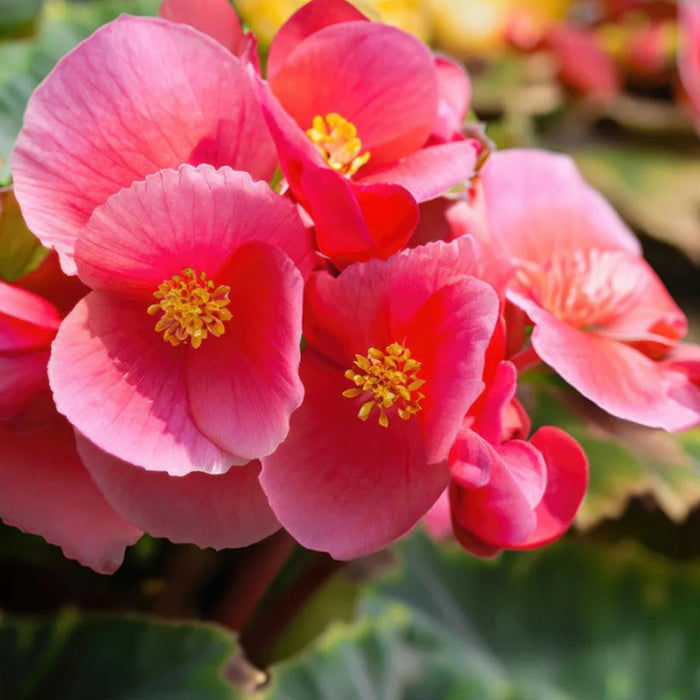 Begonia – semperflorens-Super-Olympia-Series-(GL)-F1