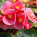 Begonia – semperflorens-Super-Olympia-Series-(GL)-F1