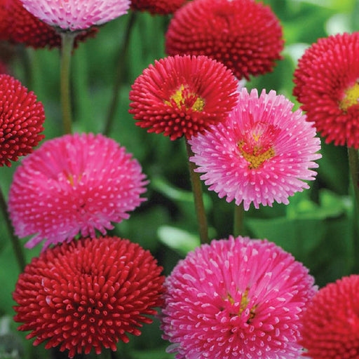 Bellis – Tasso-Mix-F1