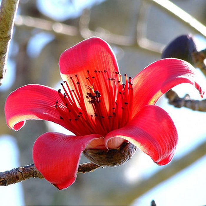Bombax Ceiba (Silk Cotton Tree Seeds)