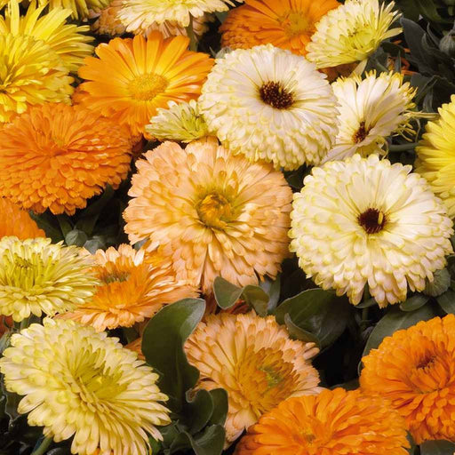 Calendula – Bon-Bon-Series-F1