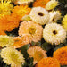 Calendula – Bon-Bon-Series-F1
