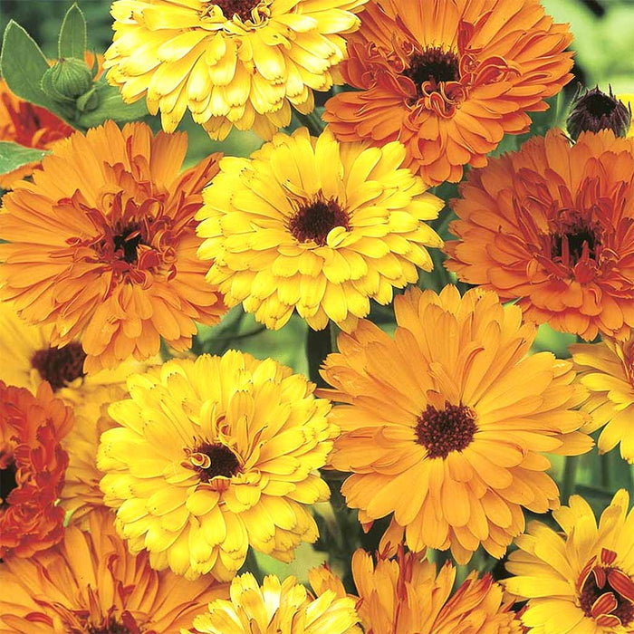 Calendula – Touch-of-Red-Mix-F1