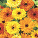 Calendula – Touch-of-Red-Mix-F1