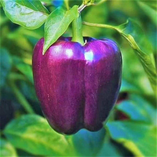 Capsicum-Purple-Bell-Seeds
