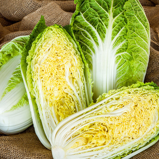 Chinese-Cabbage-Seeds 