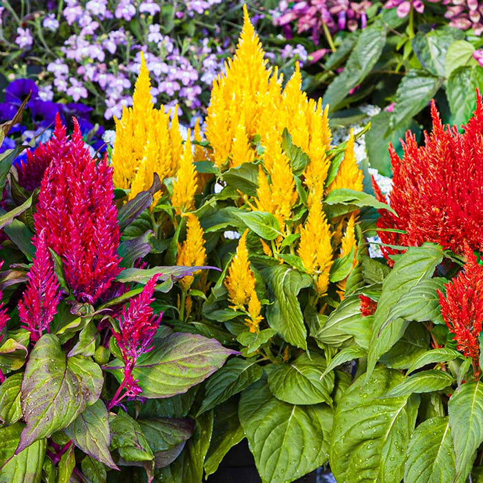 Celosia – plumosa-Bright-Sparks-Series-F1