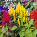 Celosia – plumosa-Bright-Sparks-Series-F1