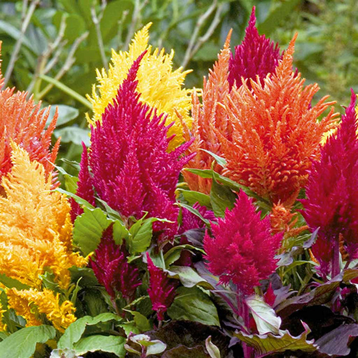 Celosia – plumosa Fashion Look Series F1