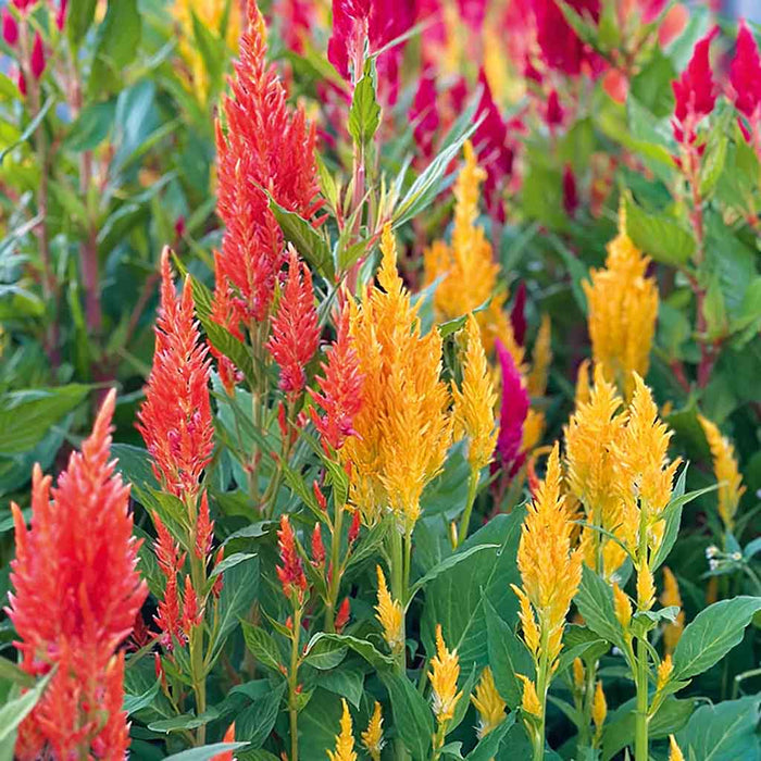 Celosia – plumosa Fresh Look Series F1
