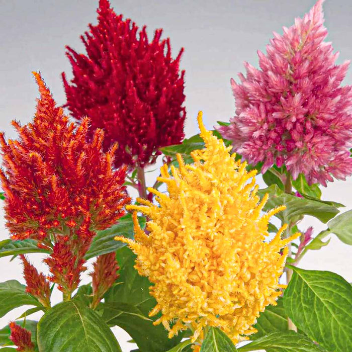 Celosia – Plumosa Glorious Series F1