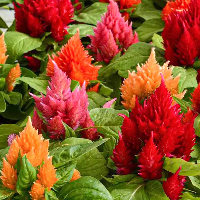 Celosia – Plumosa Ice Cream Series F1