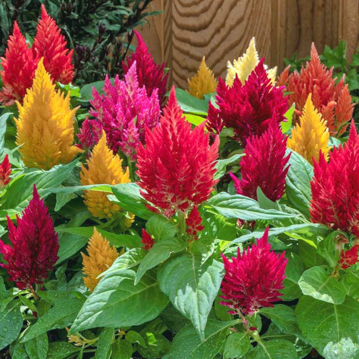 Celosia – plumosa Kimono Series F1