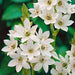Chinchirinchi-Flower-Bulbs