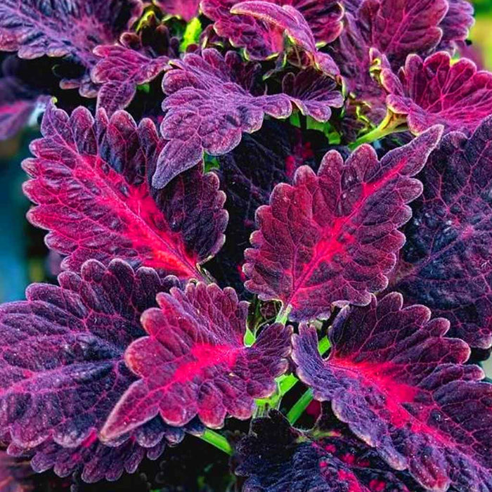 Coleus – Black-Dragon-F1